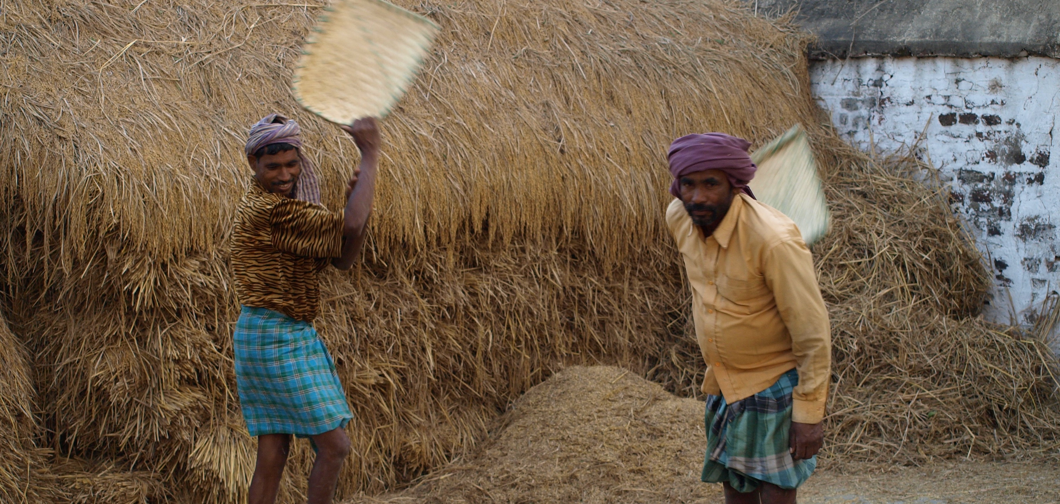 RICE HARVEST